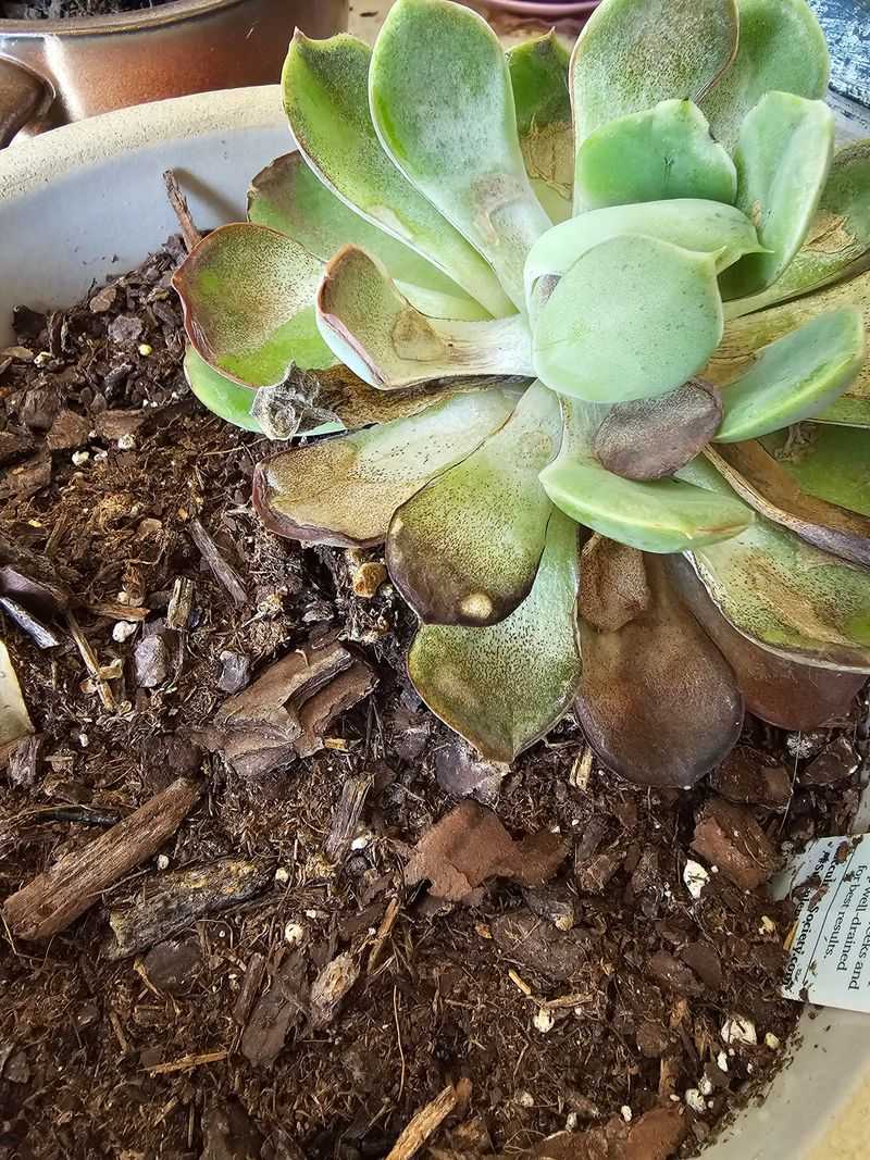 Sunburned Succulents May Turn Pale, Brown, Or Mushy