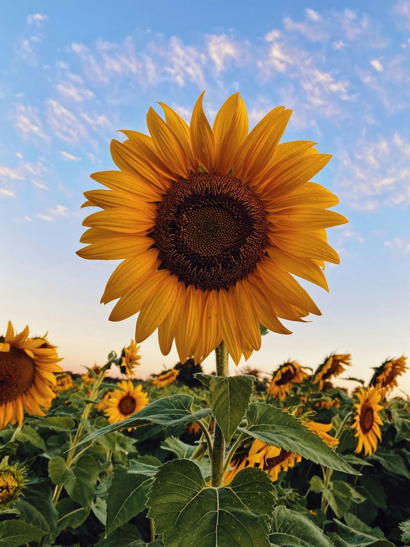 Sunflower Sunflower