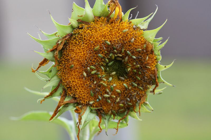 Sunflower 