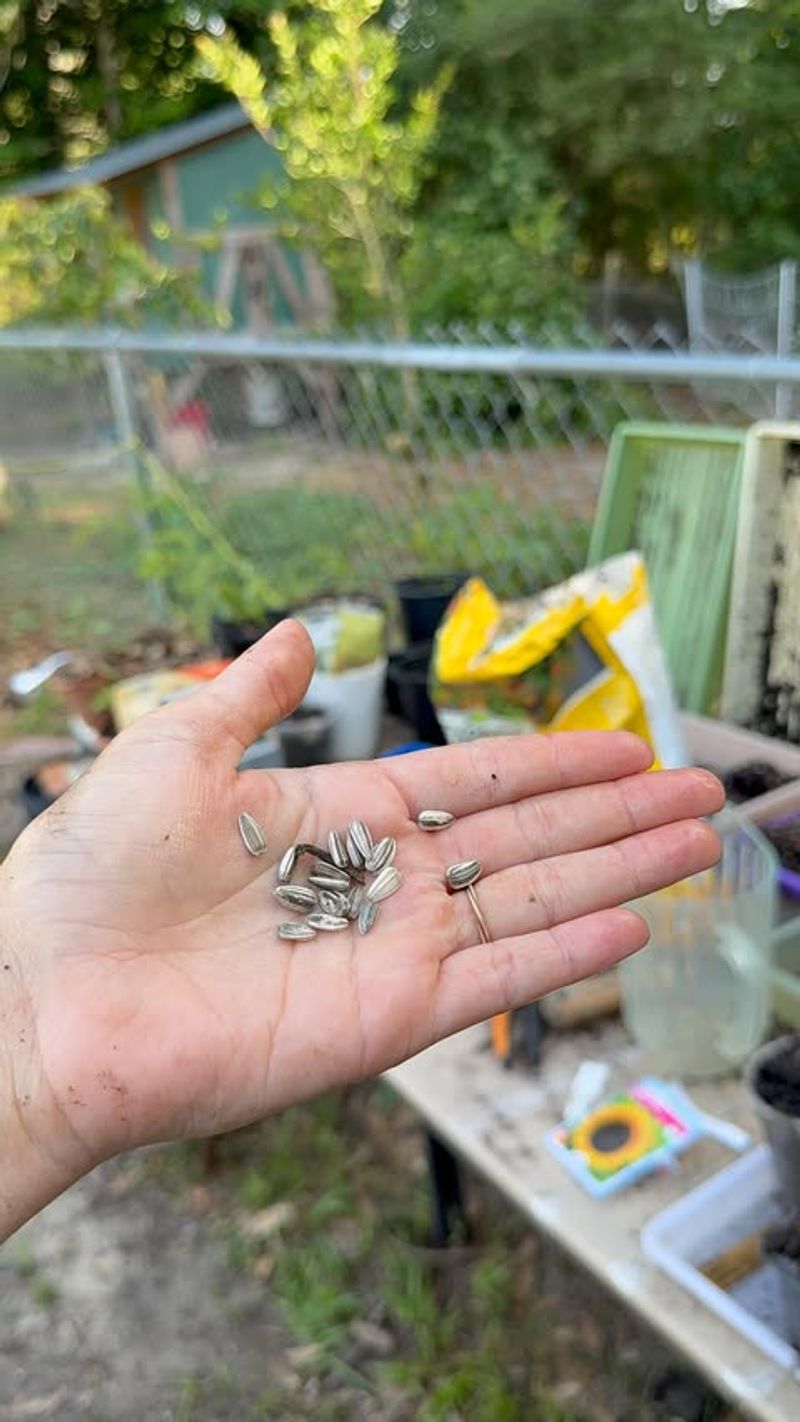 Sunflower Seeds