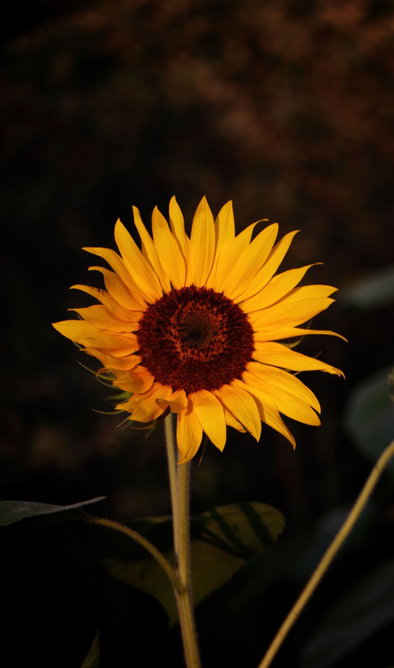 Sunflower Sunflower