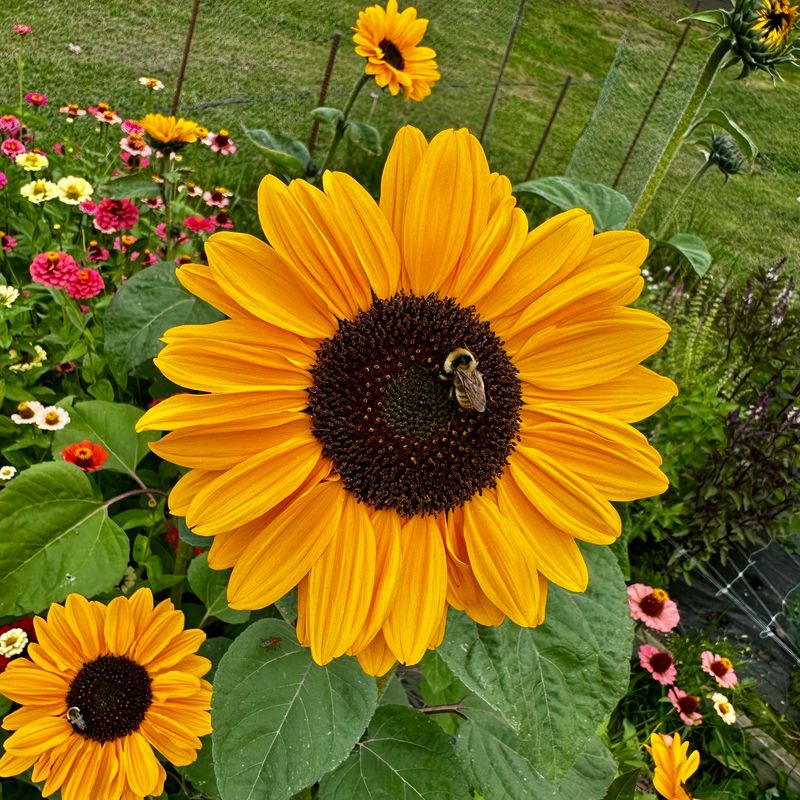 Sunflowers