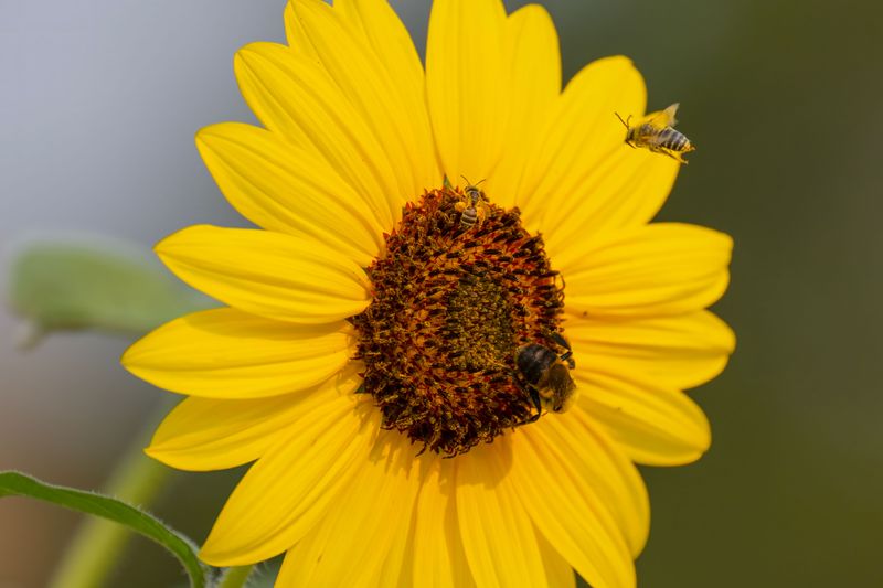 Sunflowers Are A Magnet For Some Very Specific Bees