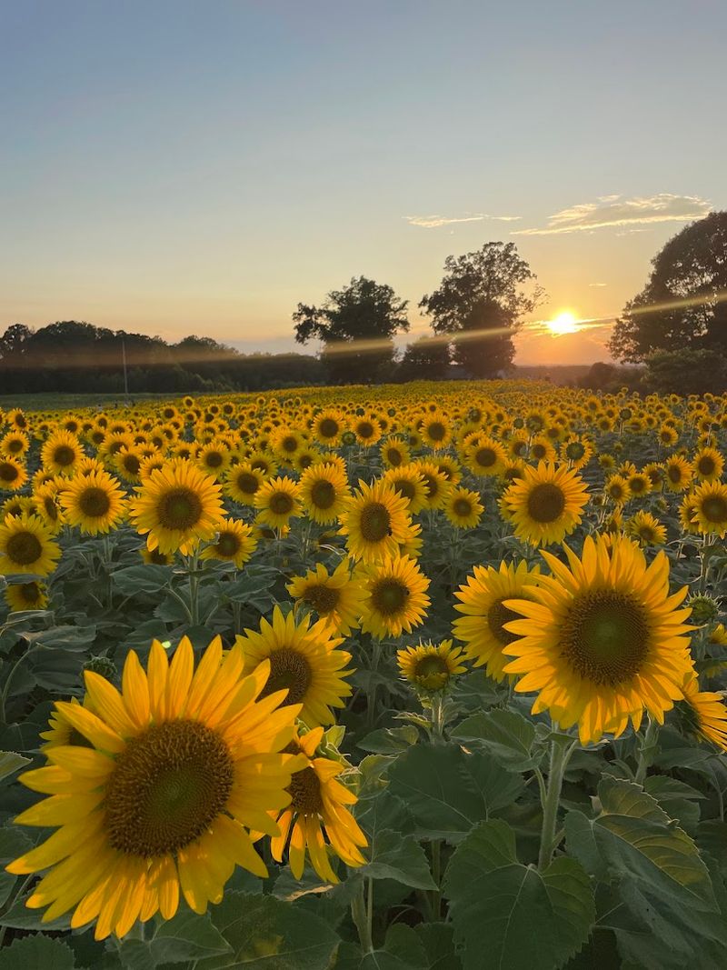 Sunflowers Are A Main Attraction