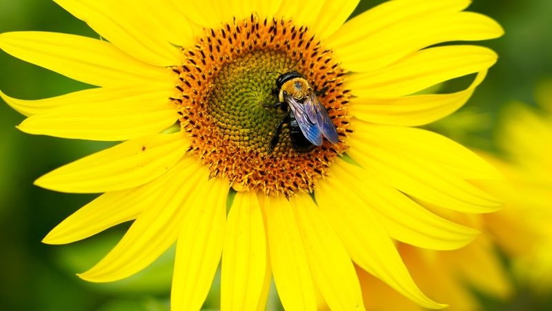 Sunflowers Bring Carpenter Bees Close Sunflowers Bring Carpenter Bees Close