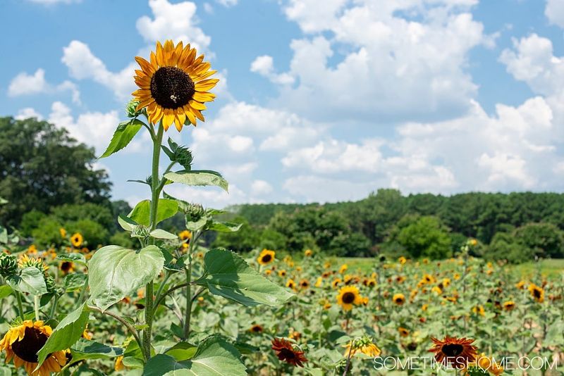 Sunflowers Draw Bees Into Sunny Beds