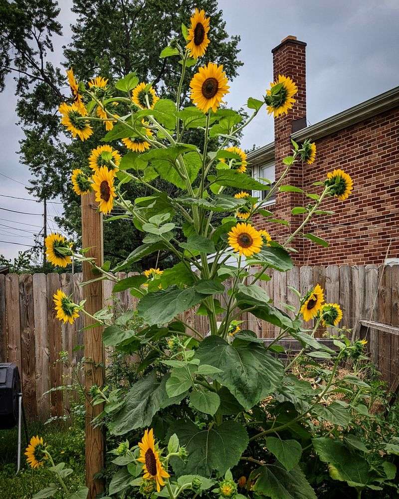 Sunflowers Grow Fast In Warm Weather Sunflowers Grow Fast In Warm Weather