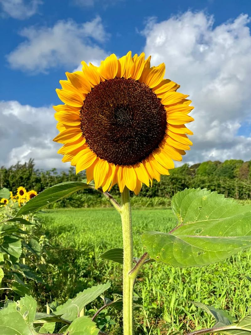 Sunflowers Love Long Sunny Days