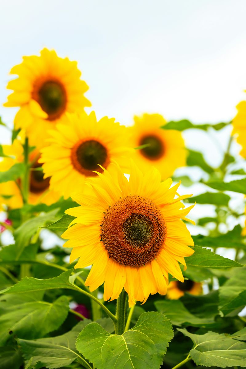Sunflowers Make The Best Anchor Bloom In Any Summer Bouquet Sunflowers Make The Best Anchor Bloom In Any Summer Bouquet