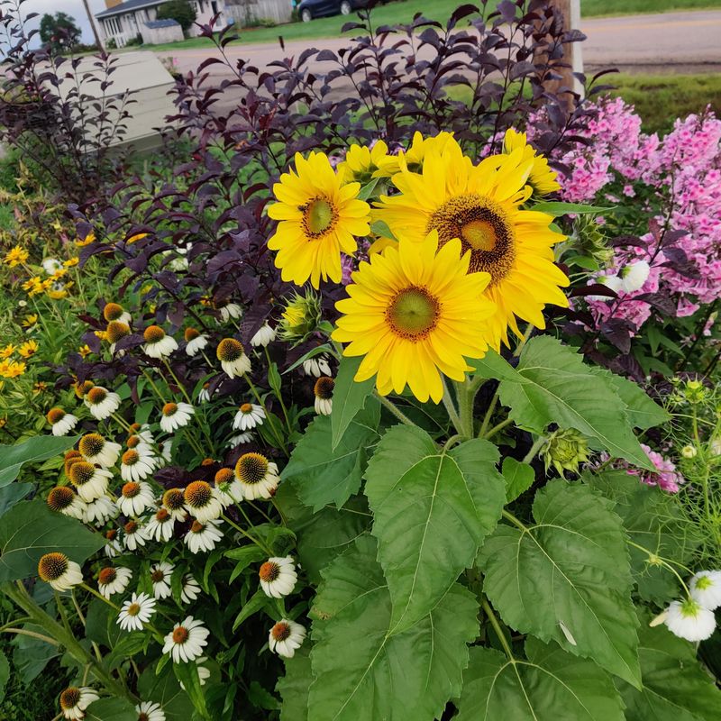 Sunflowers Return If Birds Leave A Few Seeds