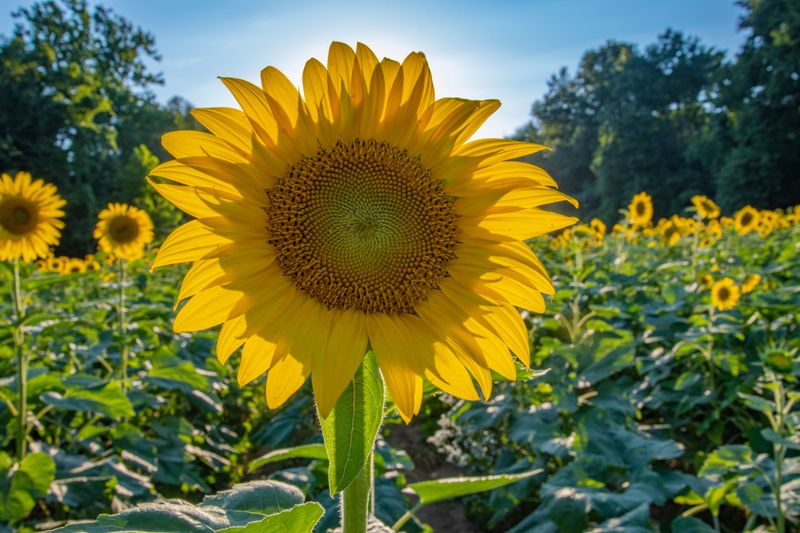 Sunflowers Sunflowers