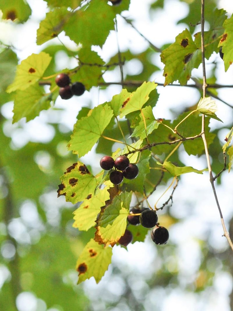 Sunlight Reaching Clusters Boosts Fruit Quality Sunlight Reaching Clusters Boosts Fruit Quality