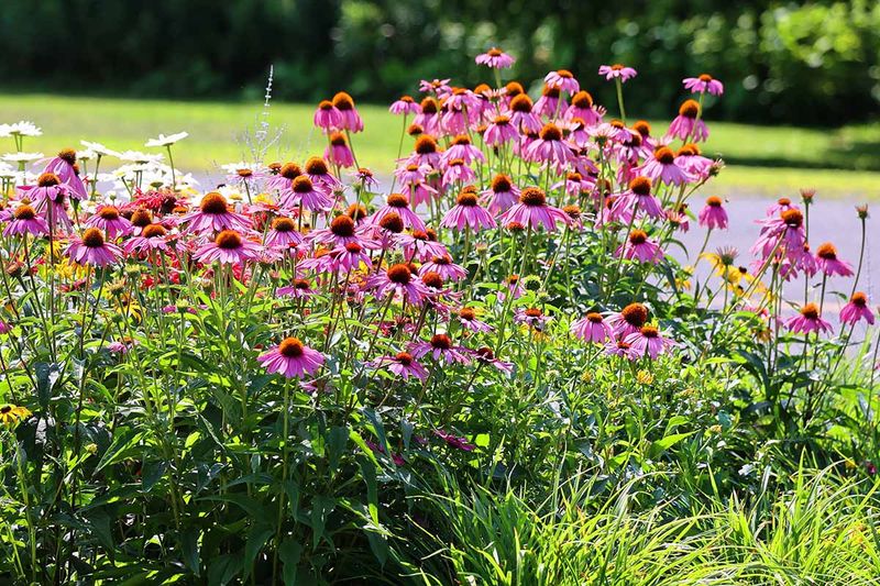 Sunny Beds Help Coneflowers Shine