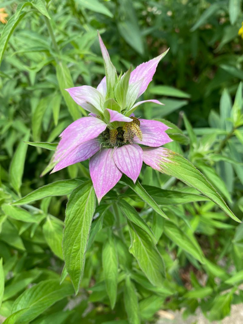 Sunny, Dry Soil Is Where Spotted Beebalm Feels Most At Home Sunny, Dry Soil Is Where Spotted Beebalm Feels Most At Home