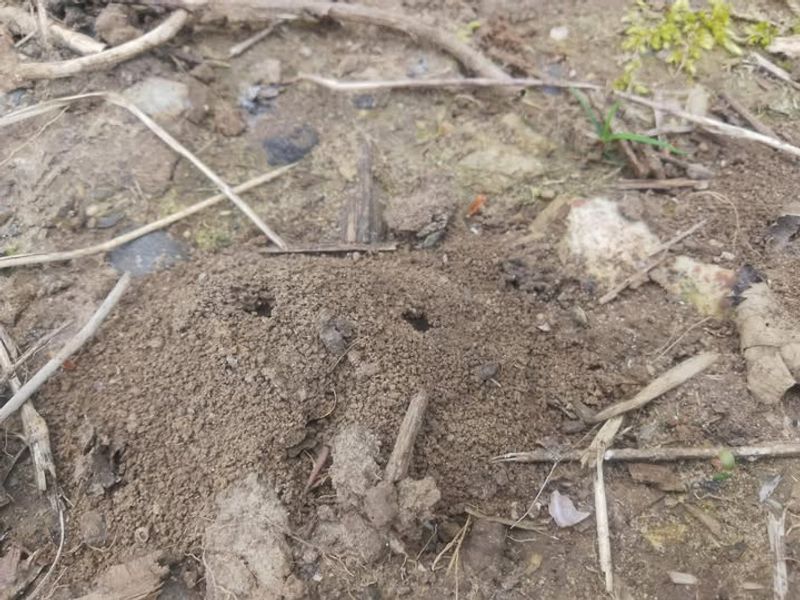 Sunny Open Ground Makes Nesting Easier Sunny Open Ground Makes Nesting Easier