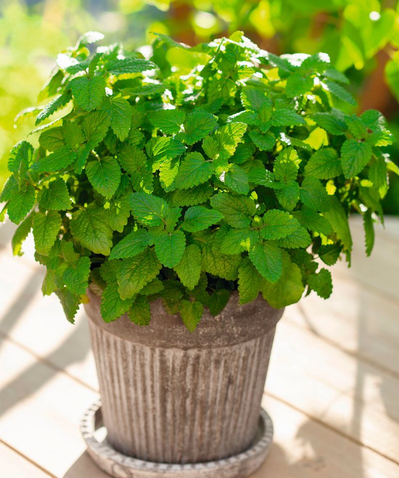 Sunny Patio Placement Makes The Plant Stronger And More Useful Sunny Patio Placement Makes The Plant Stronger And More Useful