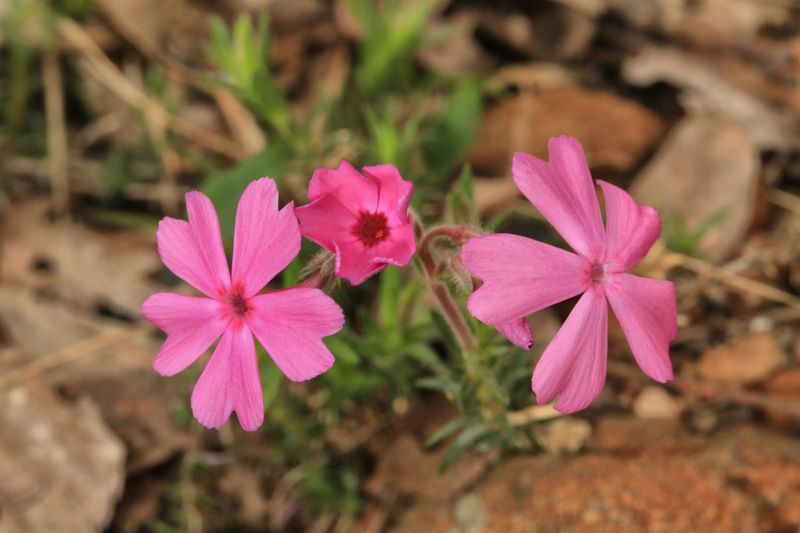Sunny Slopes Bring Out Its Best Growth