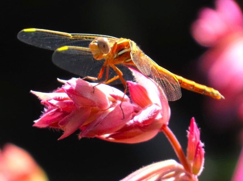 Sunny Spots Are What Keep Dragonflies Hunting In Your Yard
