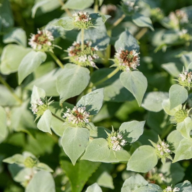 Sunny Spots Help Mountain Mint Thrive Sunny Spots Help Mountain Mint Thrive