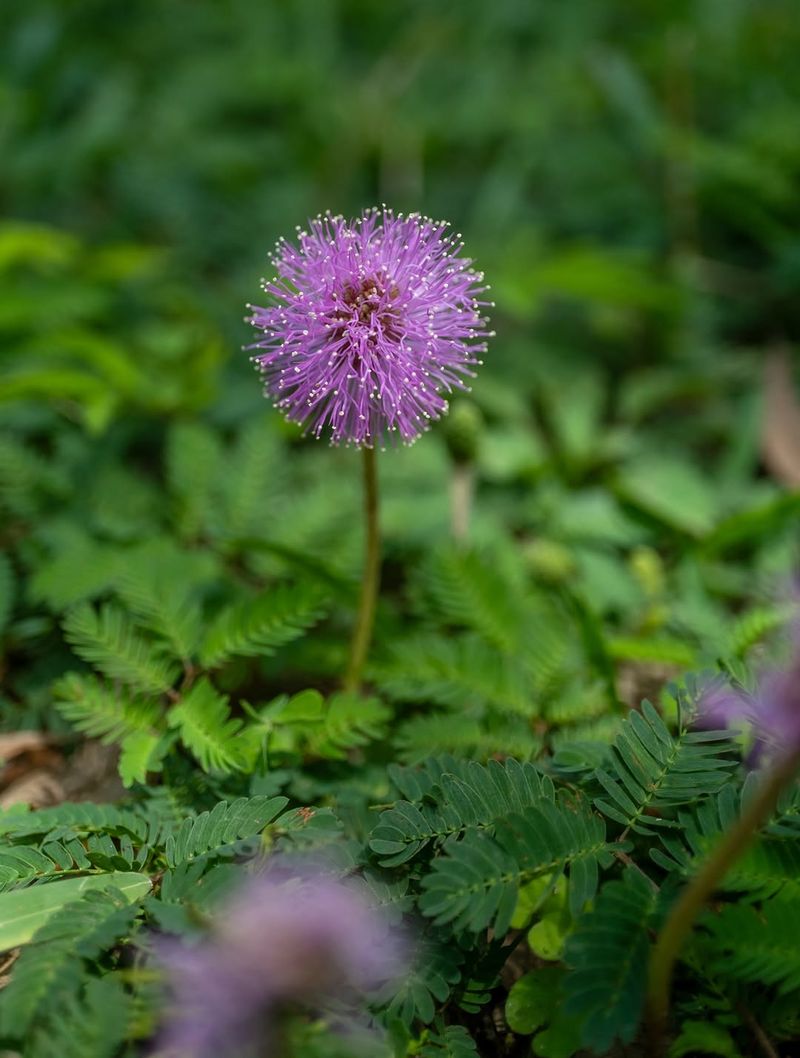 Sunshine Mimosa Adds Dense Low Cover Sunshine Mimosa Adds Dense Low Cover