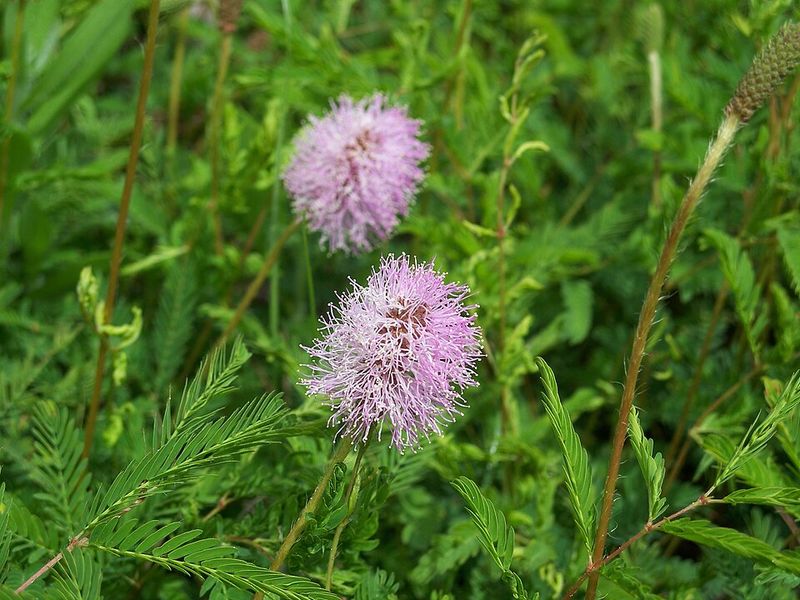 Sunshine Mimosa Covers Hot Lawn Edges With Summer Blooms Sunshine Mimosa Covers Hot Lawn Edges With Summer Blooms