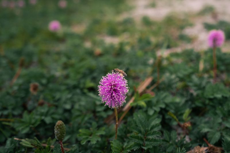 Sunshine Mimosa Creeps Back Through Open Spots