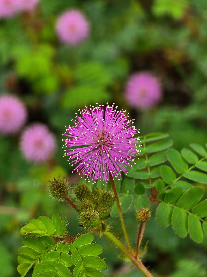 Sunshine Mimosa Fills Sandy Gaps Without A Brushy Mess Sunshine Mimosa Fills Sandy Gaps Without A Brushy Mess