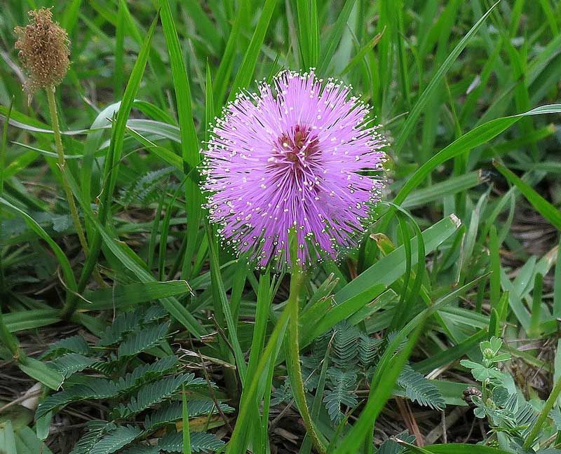 Sunshine Mimosa Replaces Struggling Turf With Pink Blooms Sunshine Mimosa Replaces Struggling Turf With Pink Blooms