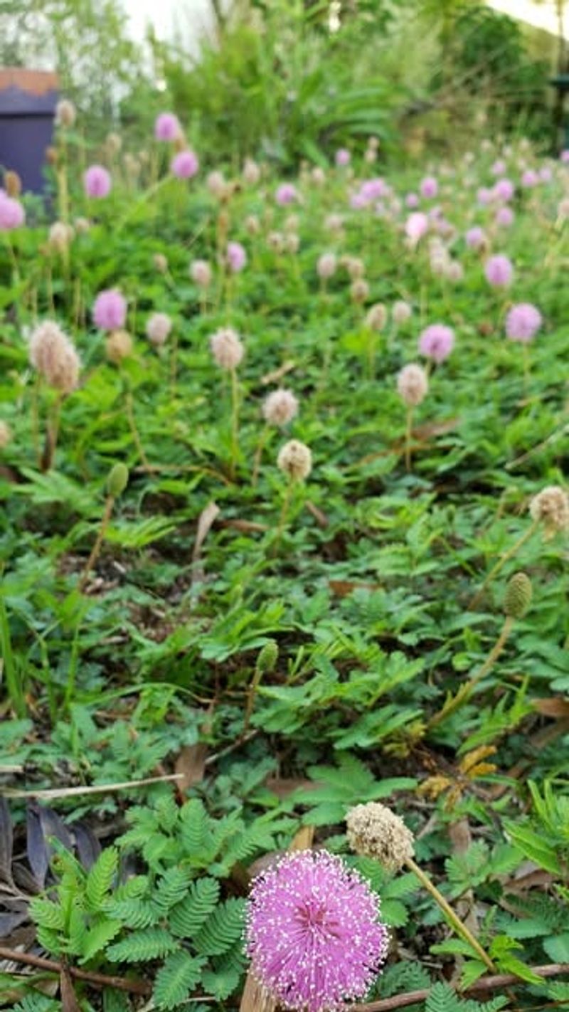 Sunshine Mimosa Turns A Bare Lawn Edge Into Something Fun