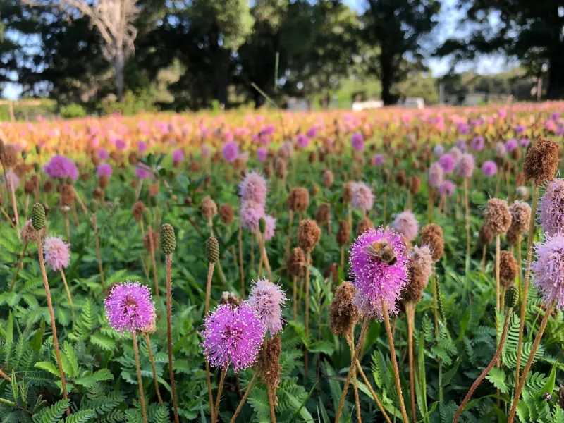 Sunshine Mimosa Works As A Living Groundcover