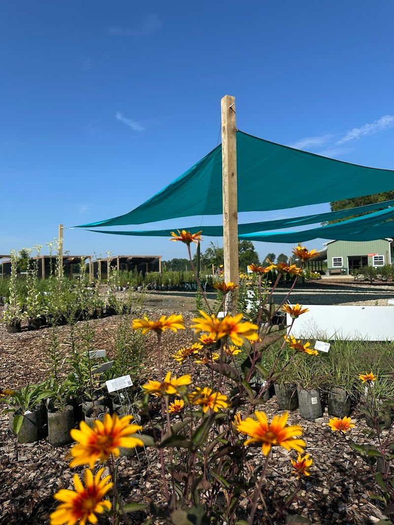 Support A Nursery Focused On Native Landscape Plants