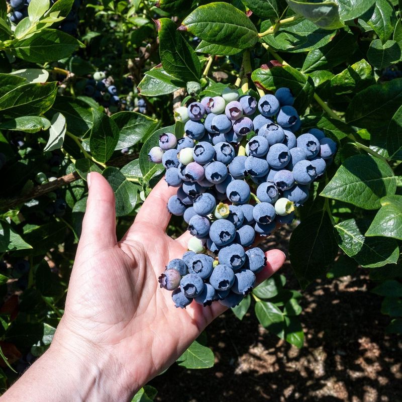 Support Branches Heavy With Fruit Support Branches Heavy With Fruit