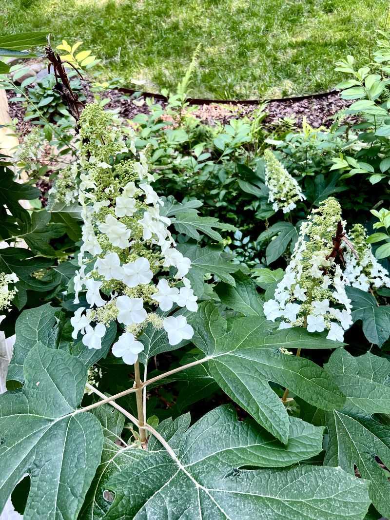 Support Healthy Growth With Compost Around The Base