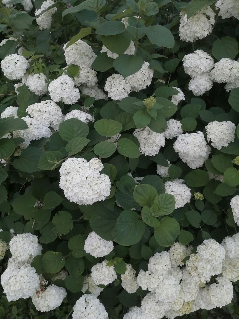 Support Heavy Blooms Before Summer Storms