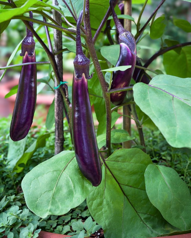 Support Heavy Stems Before Fruit Gets Bigger Support Heavy Stems Before Fruit Gets Bigger