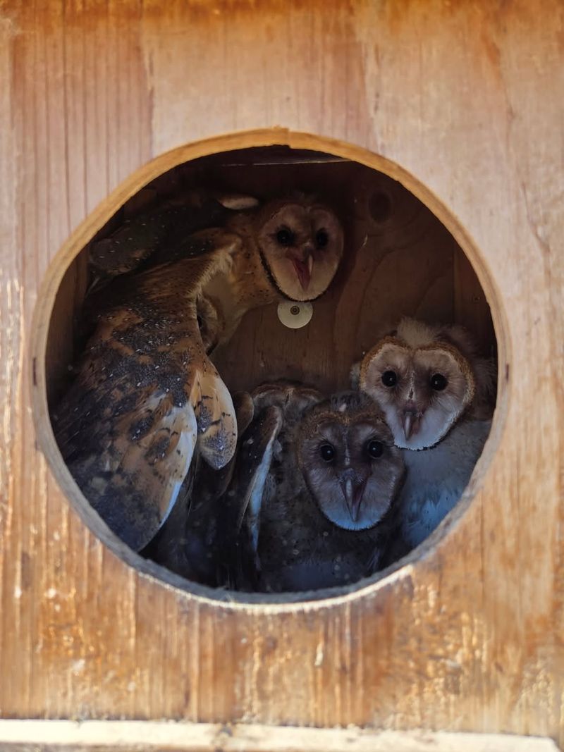 Support Long-Term Rodent Control With Owl Habitat