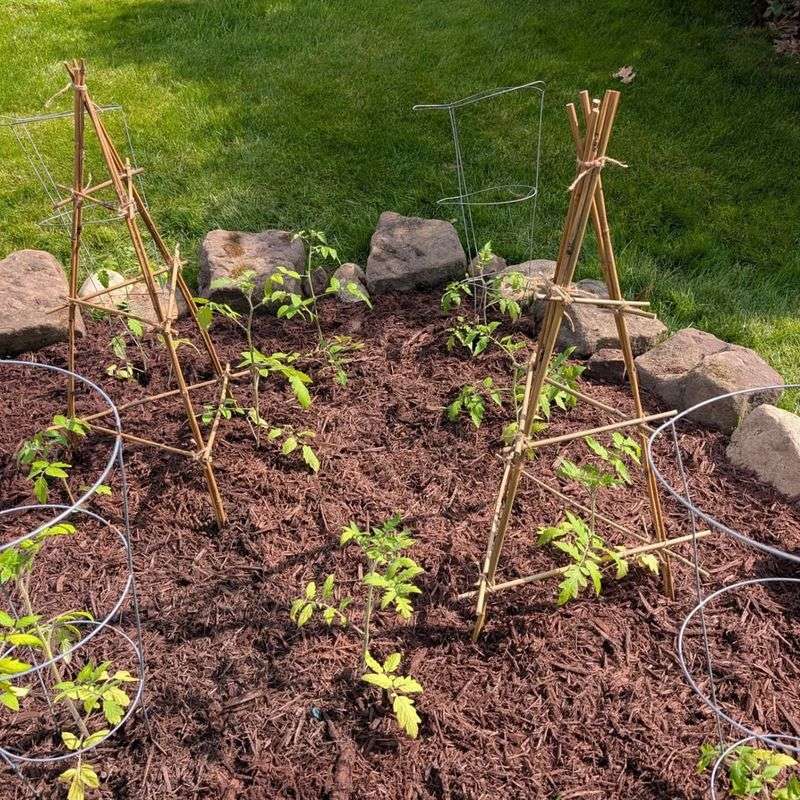 Support Plants With Stakes Or Cages For Healthier Fruit