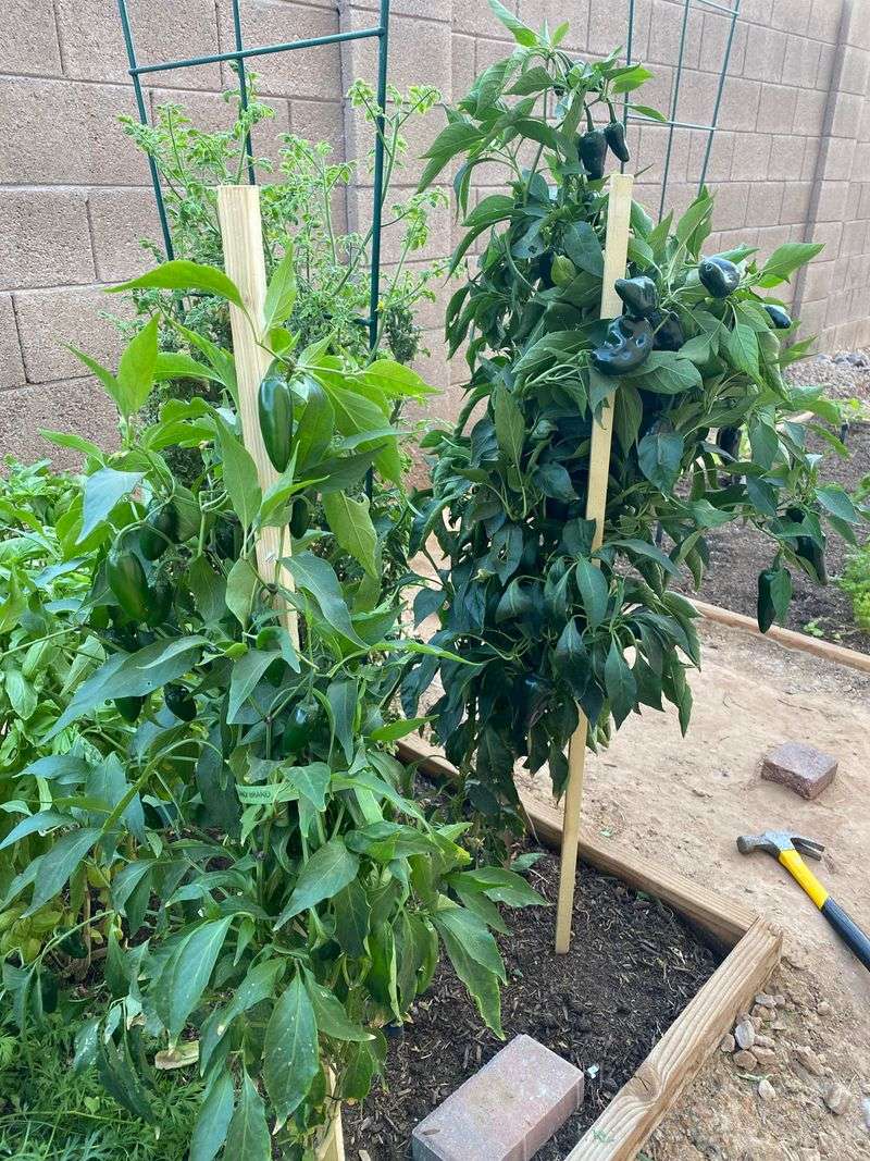 Support Plants With Stakes Or Cages