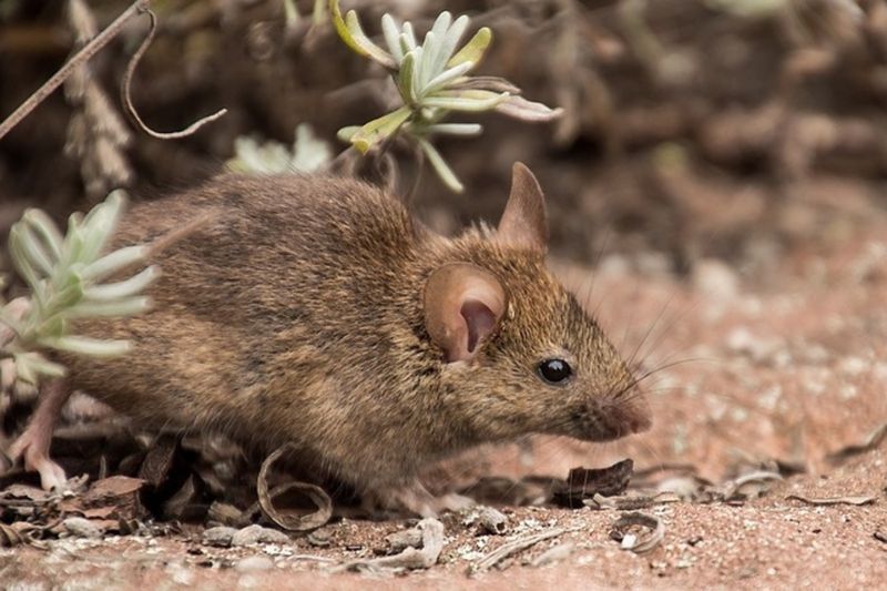 Support Prey Populations