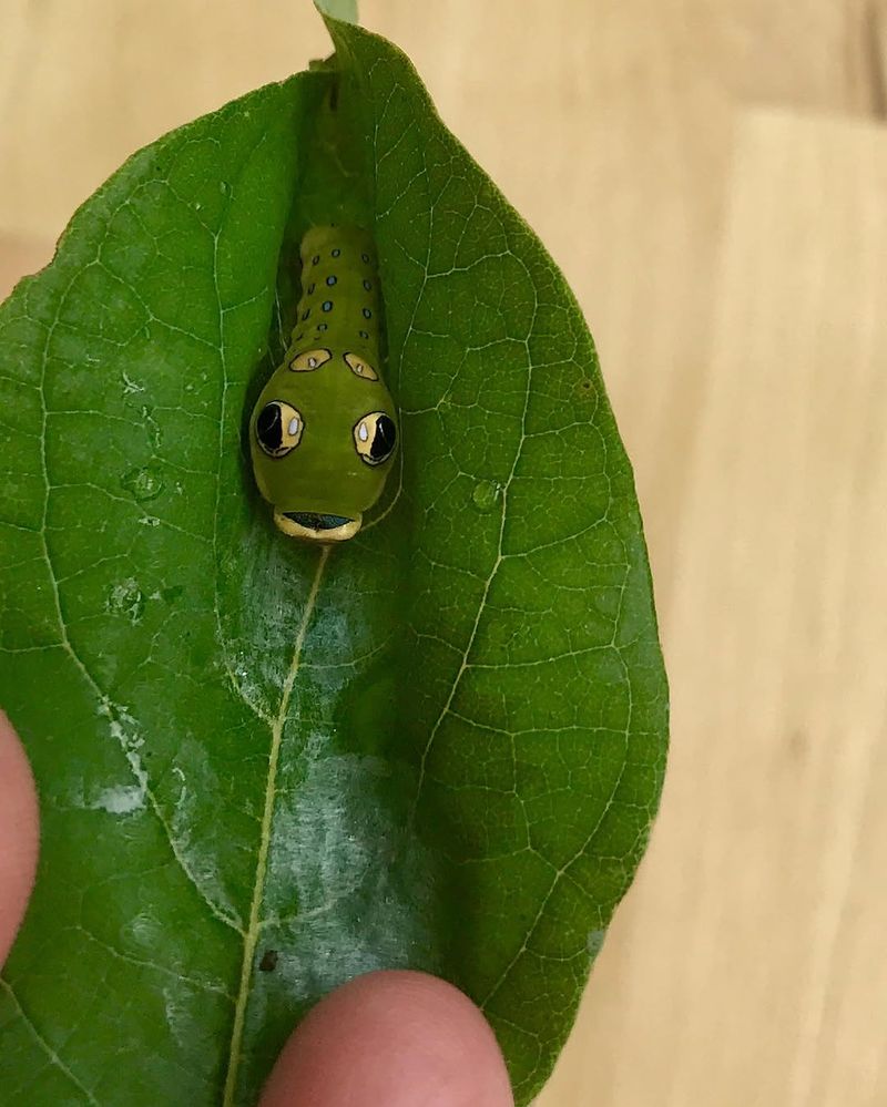 Support Spicebush Swallowtail Caterpillars Support Spicebush Swallowtail Caterpillars