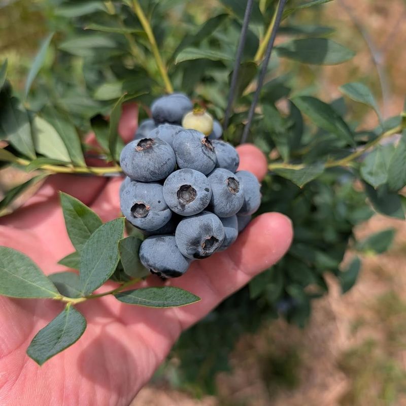 Support Strong Growth For Next Year's Harvest Support Strong Growth For Next Year's Harvest