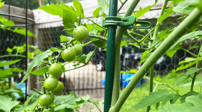 Support Tall Crops Before Strong Storm Winds Arrive