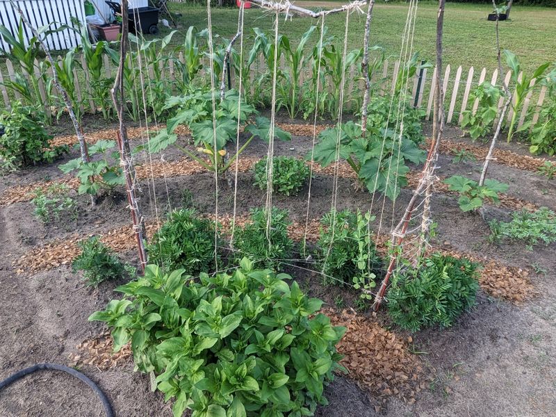 Support Tomatoes, Peas, Beans, Cucumbers, And Heavy Pepper Plants Early Support Tomatoes, Peas, Beans, Cucumbers, And Heavy Pepper Plants Early