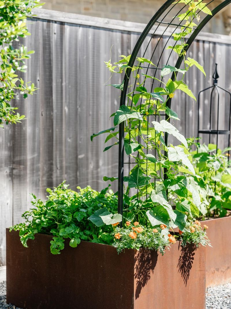 Support Vines With Trellises Support Vines With Trellises