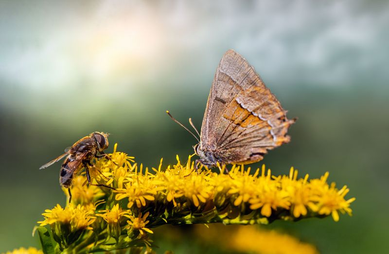 Supporting Pollinators Like Bees, Butterflies, And Birds