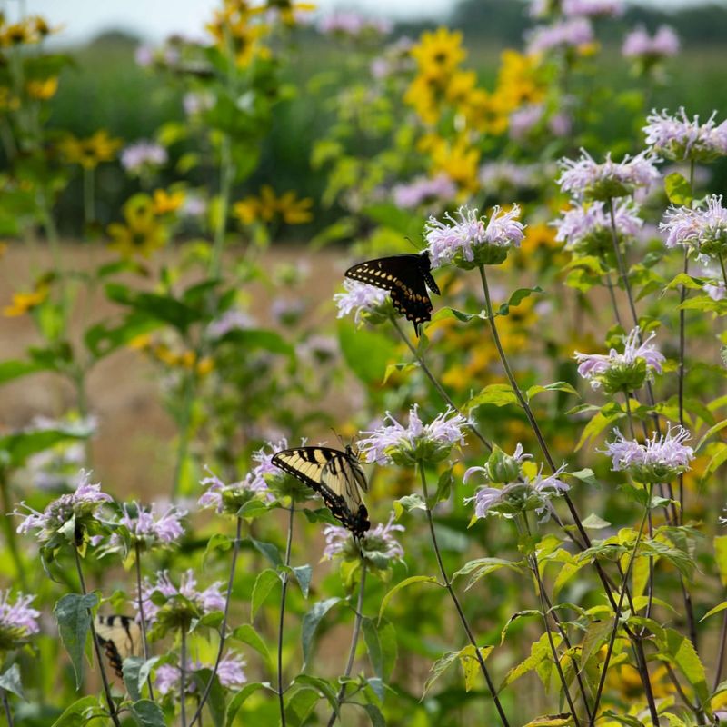 Supports Butterfly Populations