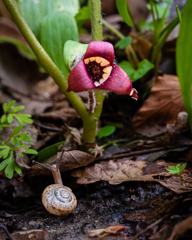Supports Native Pollinators Better Than Hostas Supports Native Pollinators Better Than Hostas
