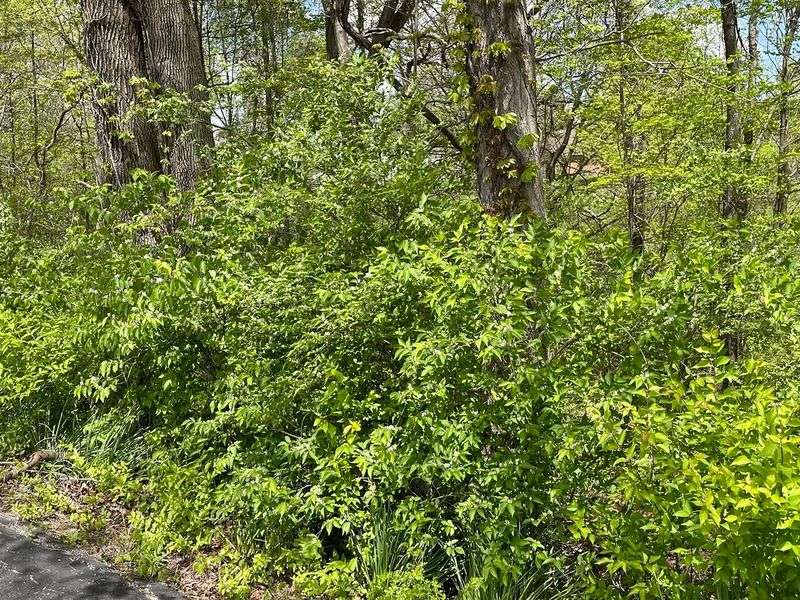 Supports Pollinators While Reducing Tick-Friendly Microclimates Supports Pollinators While Reducing Tick-Friendly Microclimates