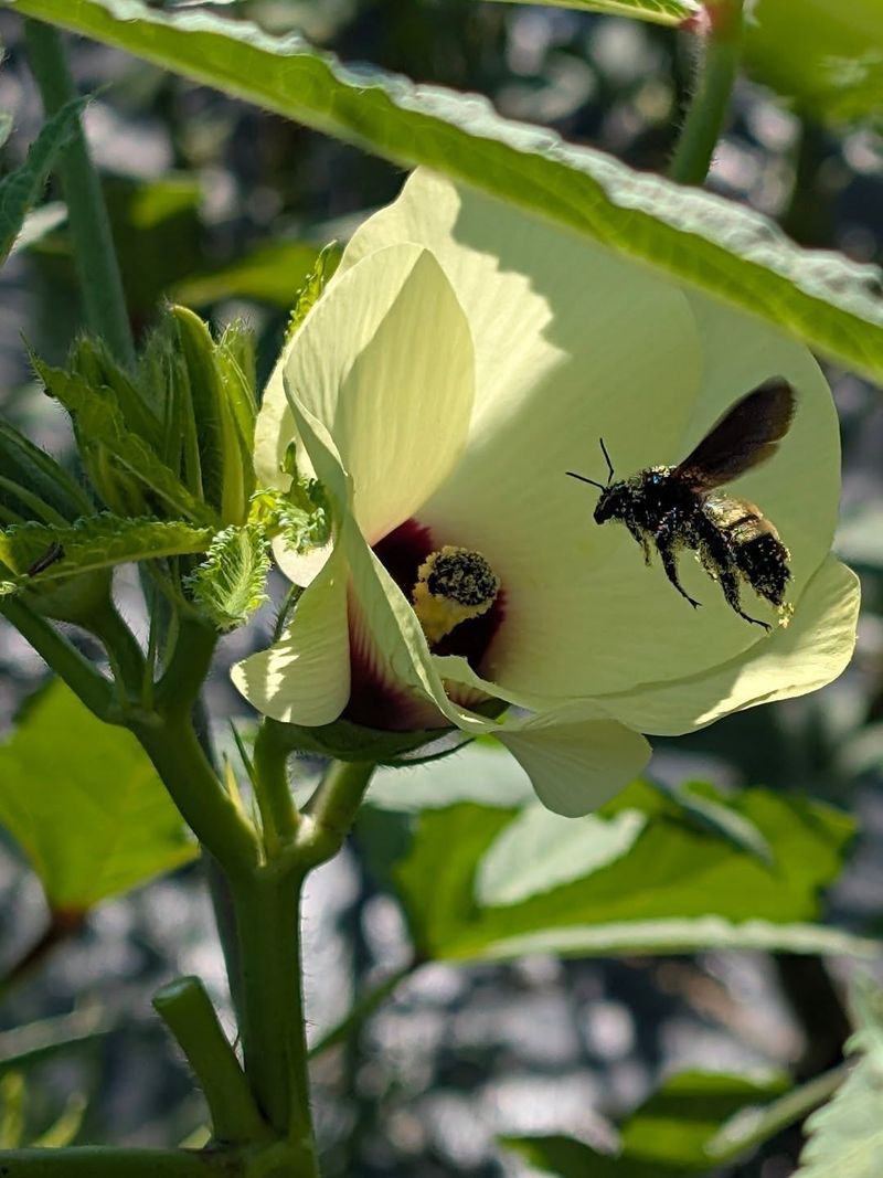 Supports Pollinators With Its Flowers