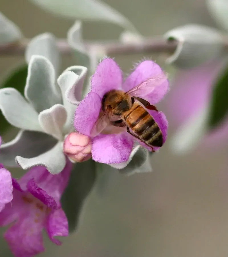 Supports Pollinators Without Attracting Pests